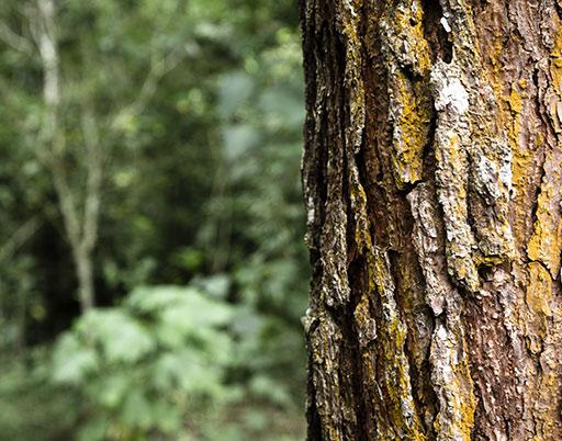 Arbre