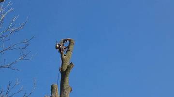 Arbre sans branches