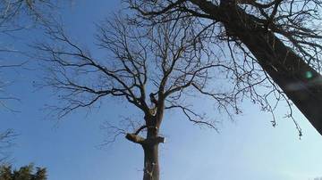 Arbre