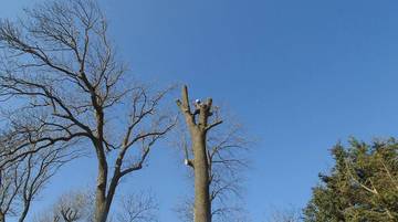 Branches
