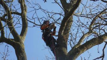 Coupe branches