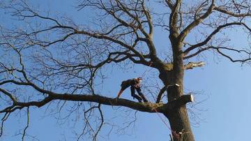 Travail d'arbres