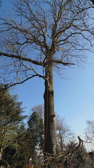 Tronc d'arbre